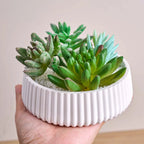 Minimal Stripe Storage Bowl Silicone Mold